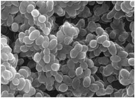 Vancomycin Serum Test - Enzyme-Immunoassay for MRSA, C. difficile, and Gram-Positive Infections | 10-Day TAT