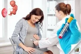 High-Purity Human Placental Lactogen (HPL)اختبار هرمون لاكتوجين المشيمة البشرية عالي النقاء
